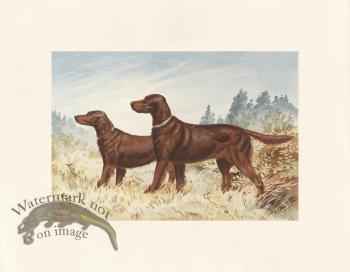 Pope Dog 14 Champion Red Irish Setters